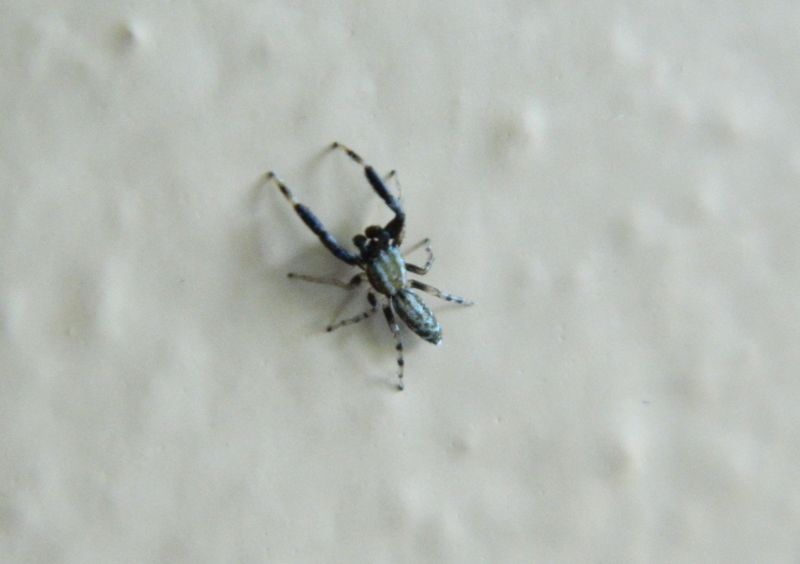 Marpissa nivoyi